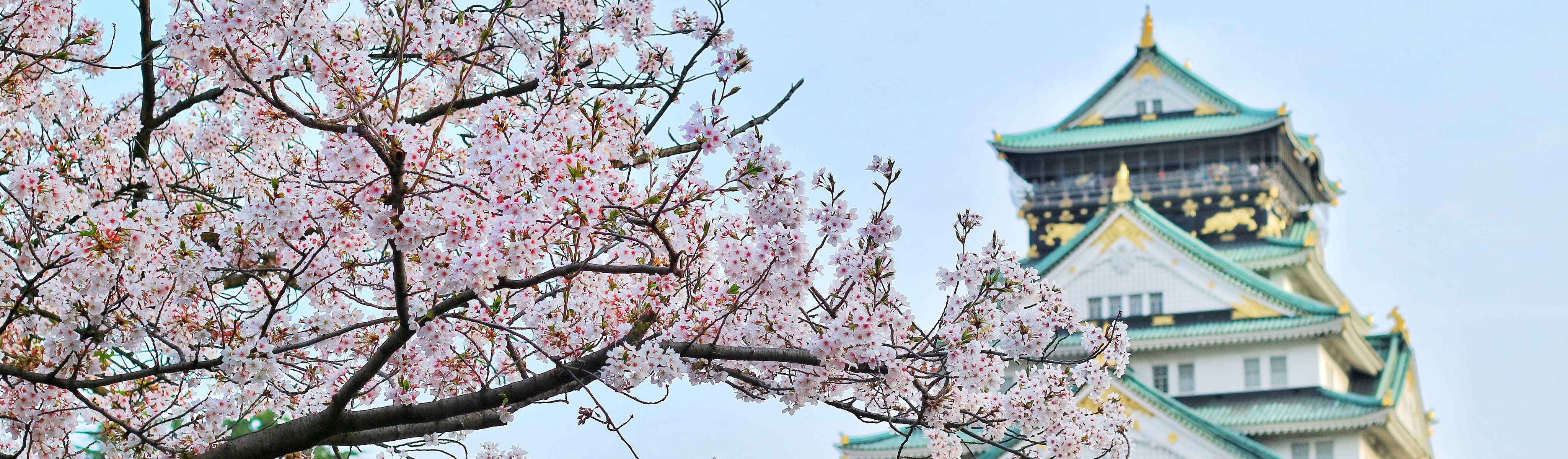 cherry blossoms in bloom in front of a temple in japan