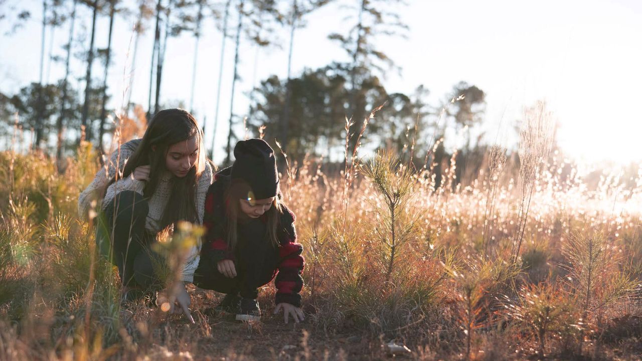 Two children, crouch in a grassy field under tall trees, examining the ground as sunlight filters through the scene.