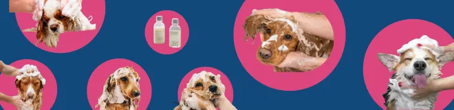 a banner of pink circles each including an image of dogs being washed with shampoo