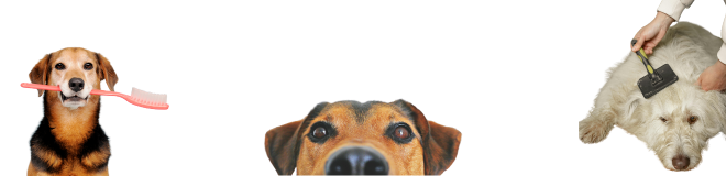 Dog Bath Time Clean Shampoo Products Formulations Regulatory Compliant Regulations Compliance