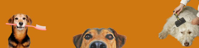 Dog Grooming Clean Shampoo Products Formulations Regulatory Compliant Muddy Dogs