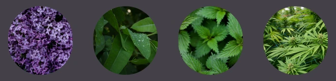 4 circle images lined in a circle, lavendar, eucalyptus, nettle and hemp.