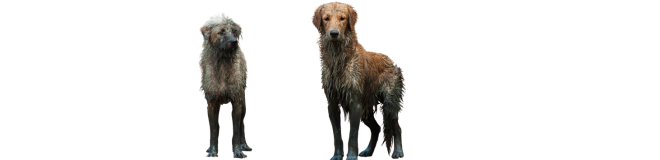 Dog Bath Time Clean Shampoo Products Formulations Regulatory Compliant Muddy Dogs