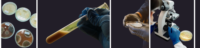 Laboratory assessment of microbial cultures as part of biocidal product efficacy testing.