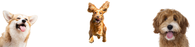 Happy clean dogs bath time shampoo