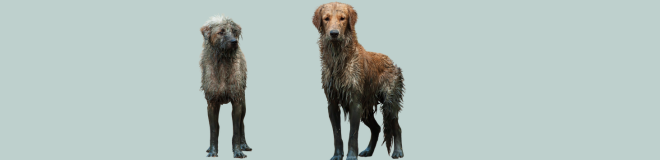 Dog Bath Time Clean Shampoo Products Formulations Regulatory Compliant Muddy Dogs