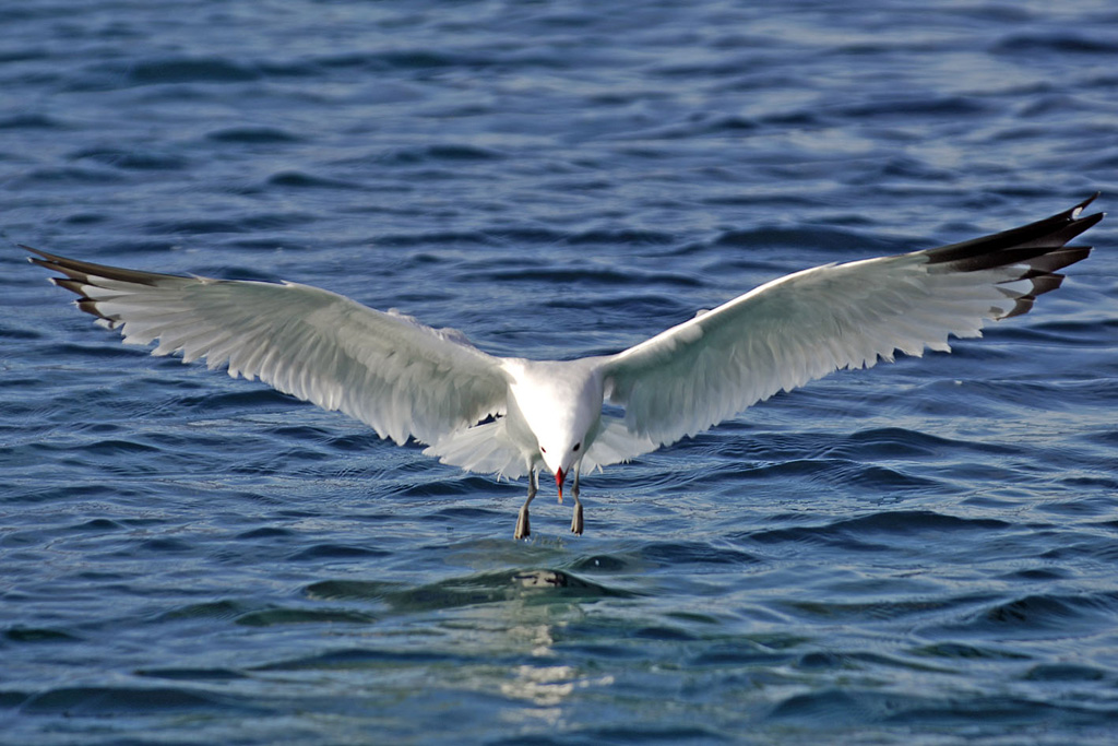 Gabbiano vola su Asinara 