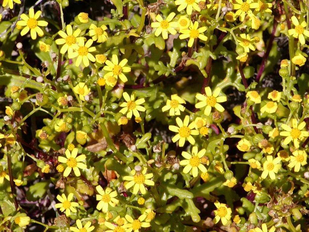 Guida vacanze Carloforte