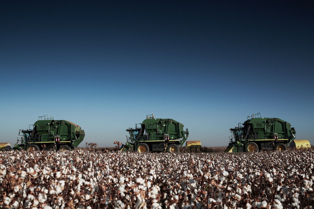 ASKET The SUPIMA Cotton Farms USA