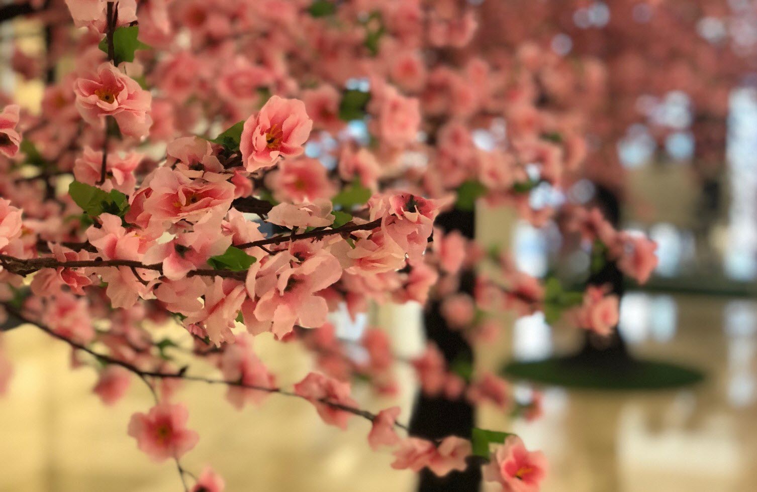 Spring in full bloom
