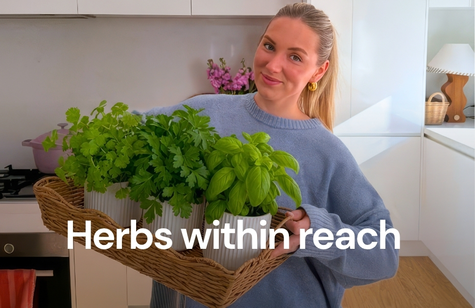 Start your own herb garden this spring
