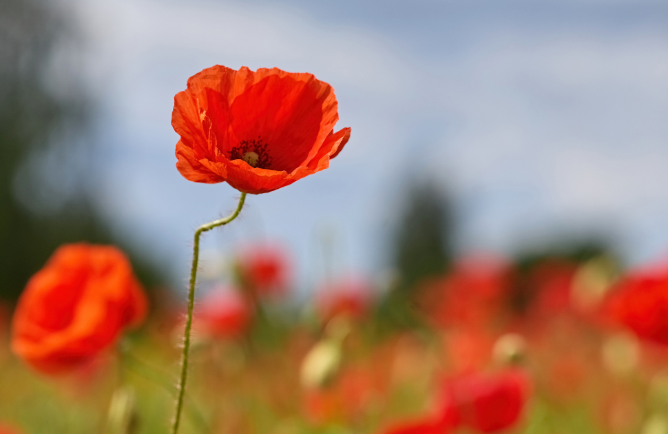 We are closed ANZAC Day