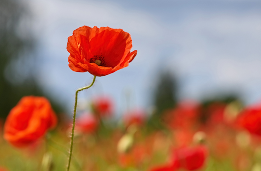 We are closed ANZAC Day