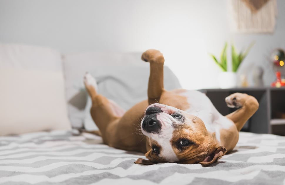 Petstock | Snuggle Up and Save