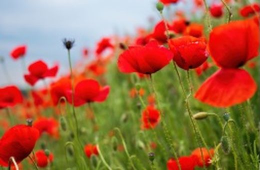 We are closed Anzac Day