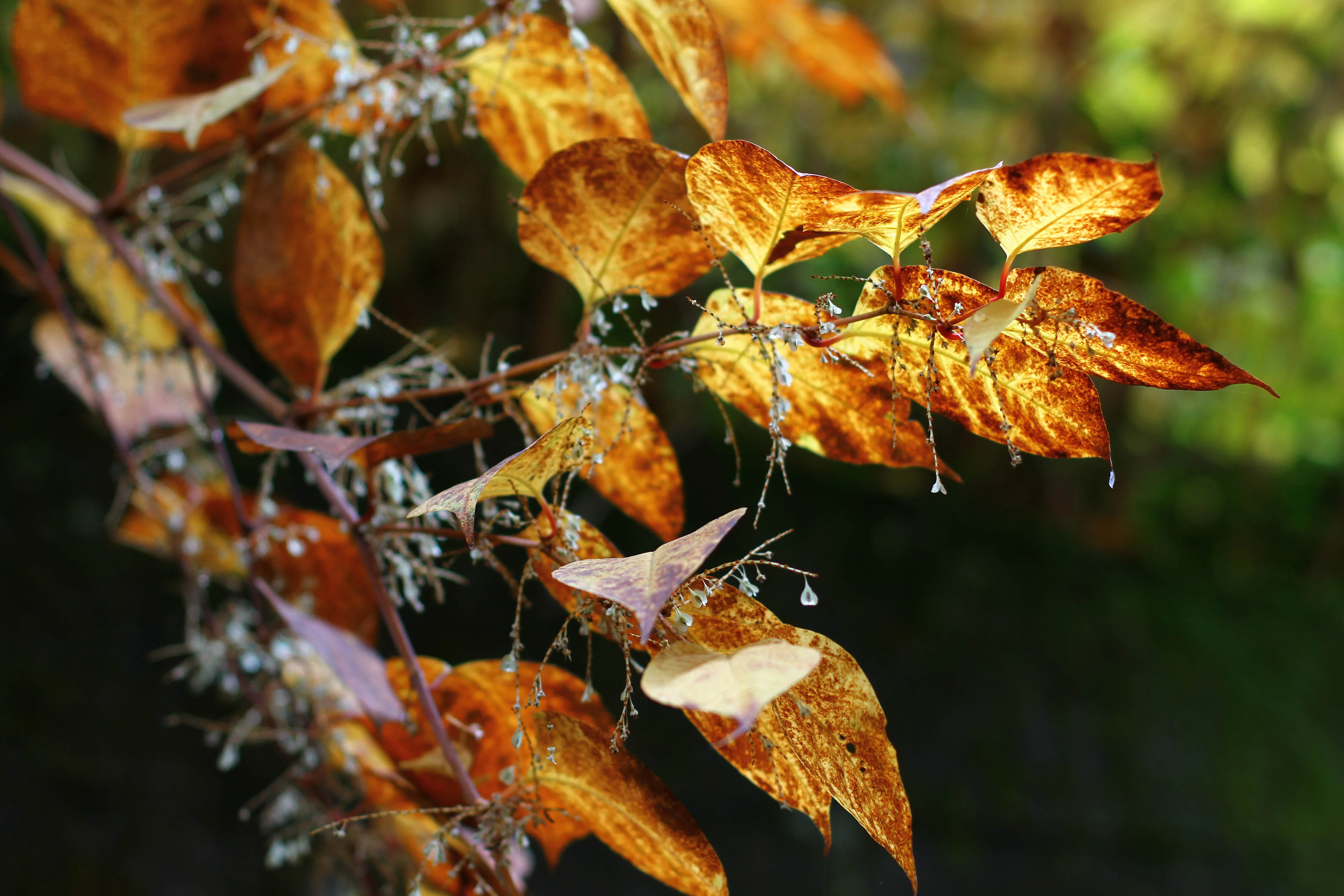 Bildbeschreibung fehlt
