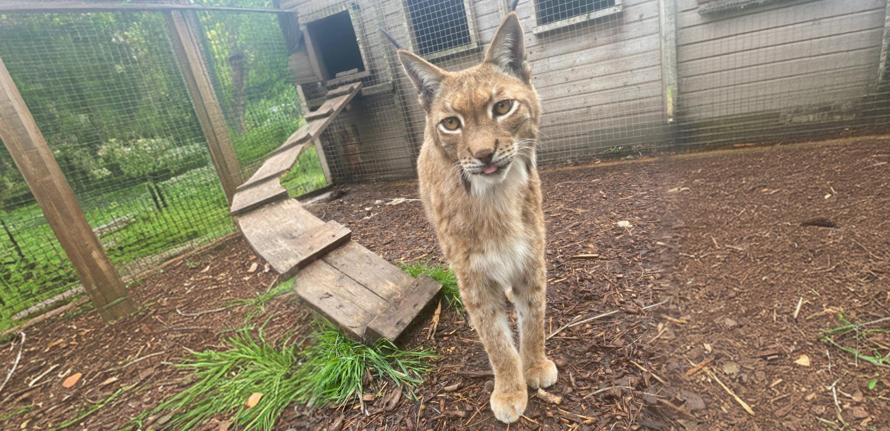 Hoo Zoo image 2