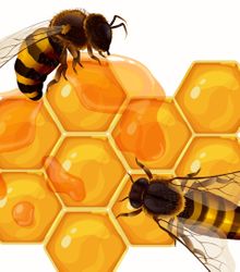 Bienenwaben