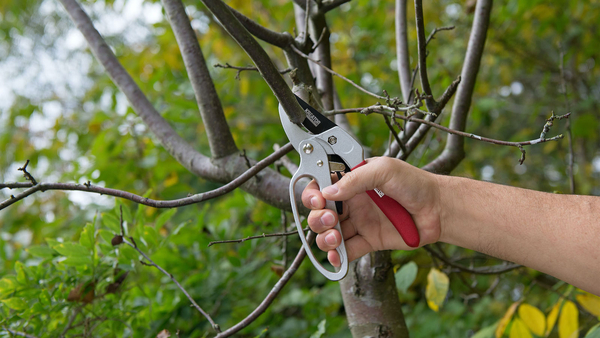 June: now's the time to trim your hedges