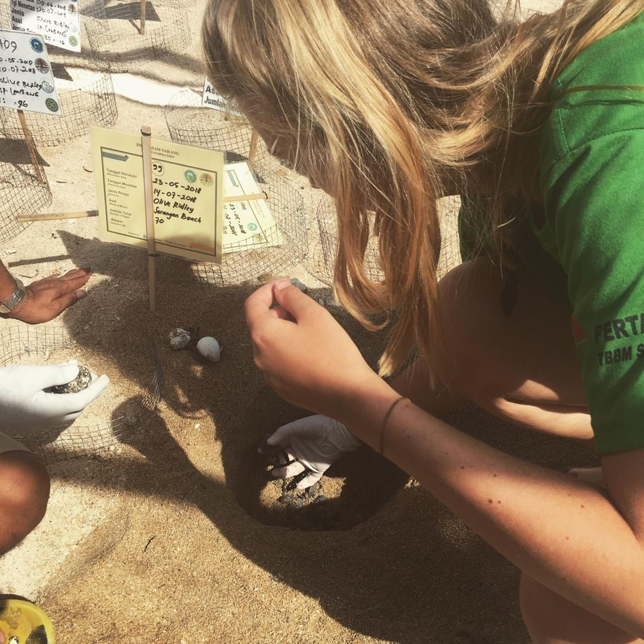 Turtle Conservation for Bali Sea Turtles, My Voluntary Work Story