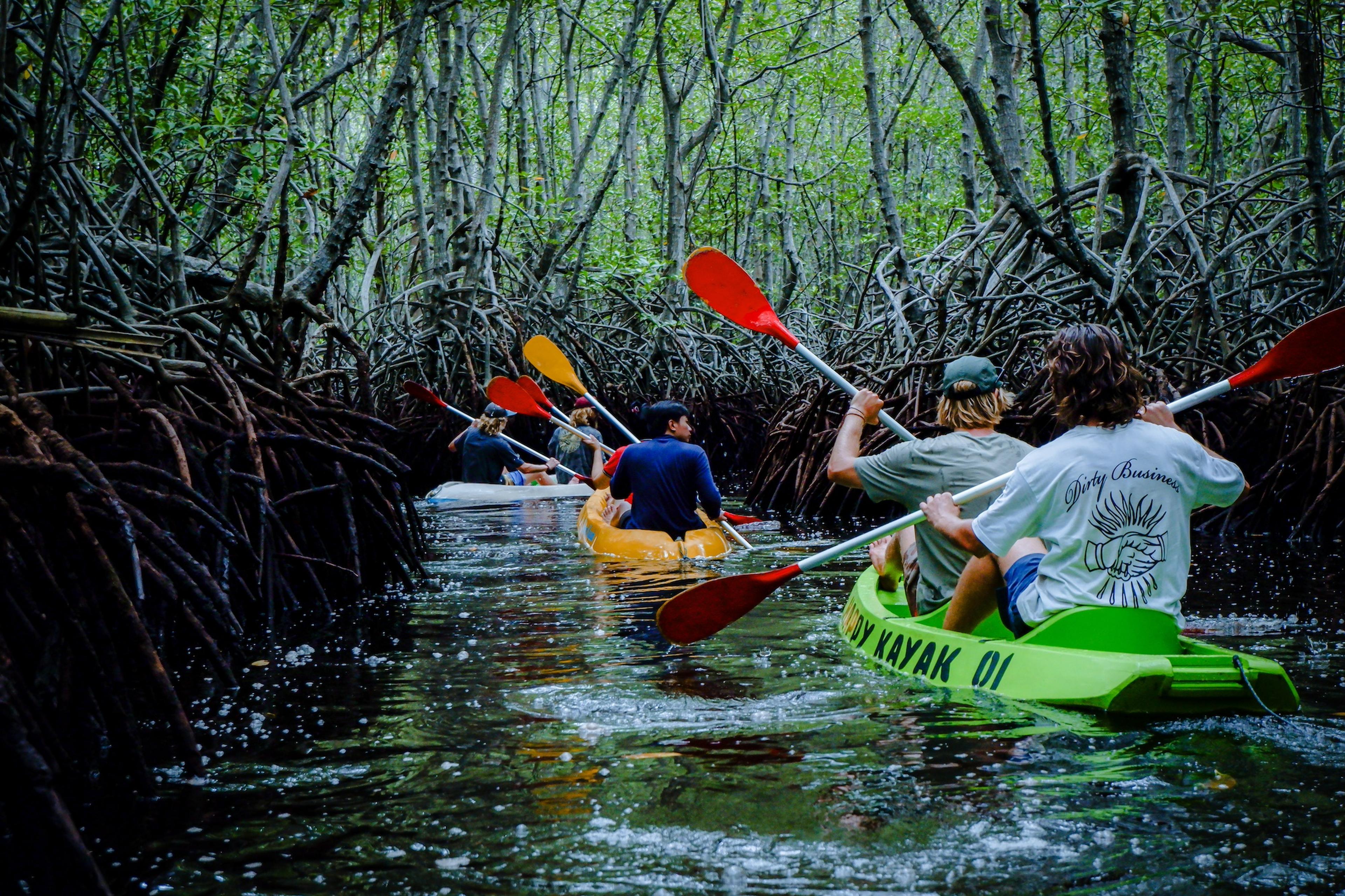 bg image //a.storyblok.com/f/66717/2000x1333/7ca263b51b/ws-23-top-photo-mangrove-canoeing.jpg