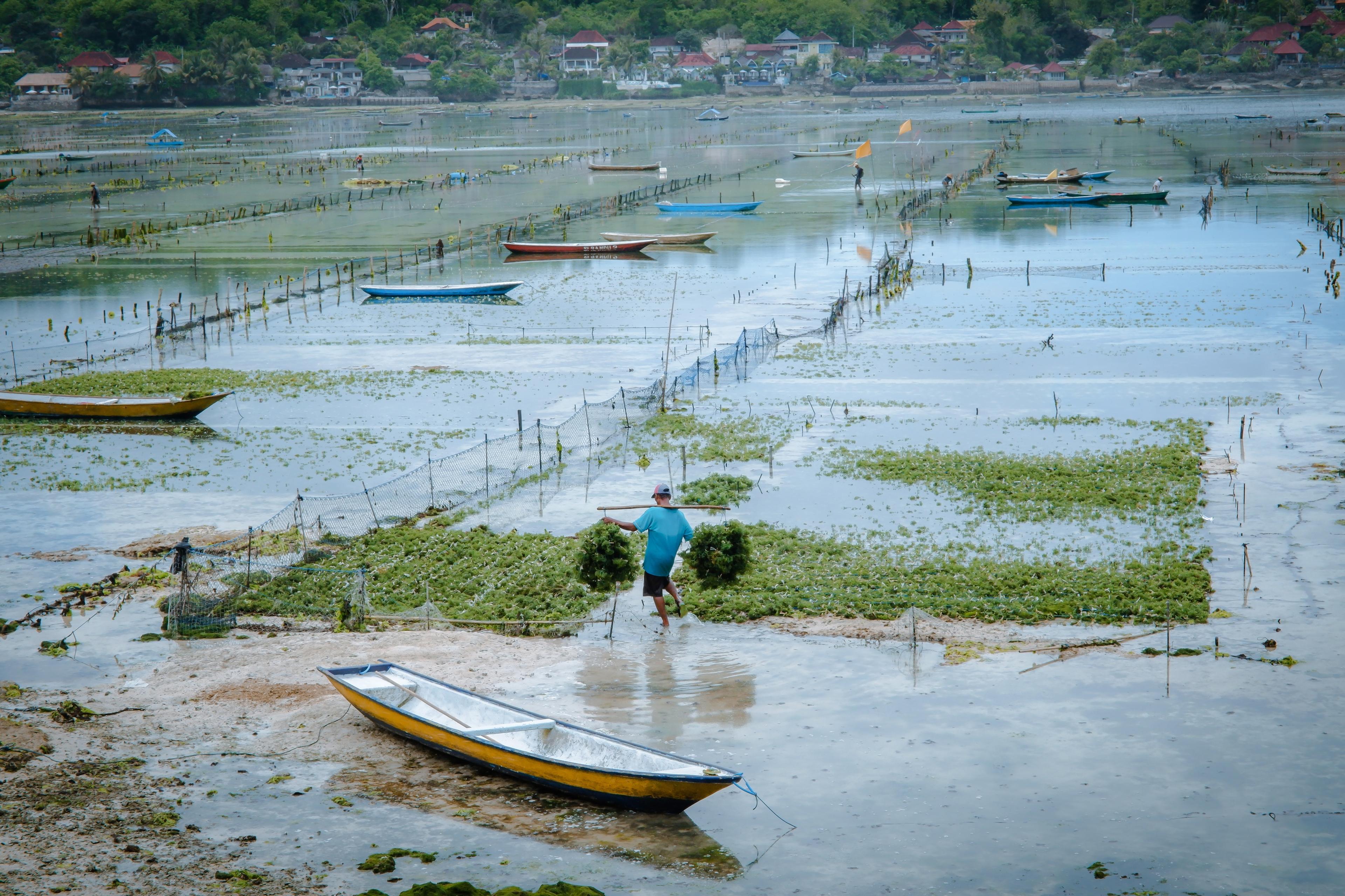 bg image //a.storyblok.com/f/66717/3000x2000/8b60fa0ef0/ws-23-top-photo-seaweed-lembongan.jpg