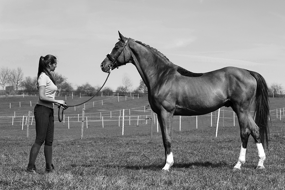 A woman leads a horse in a corral at a horse show.