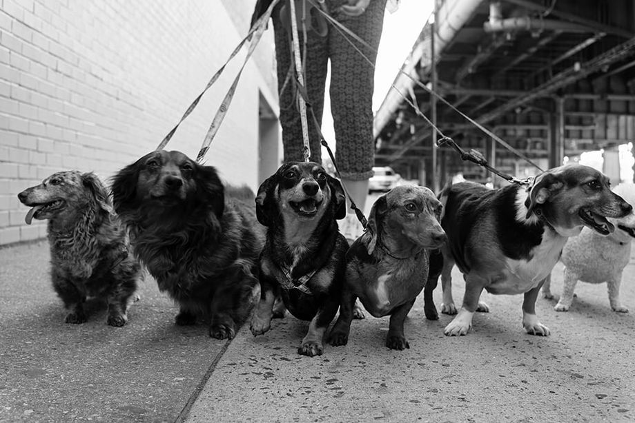 5 small dogs on leashes being walked on sidewalk