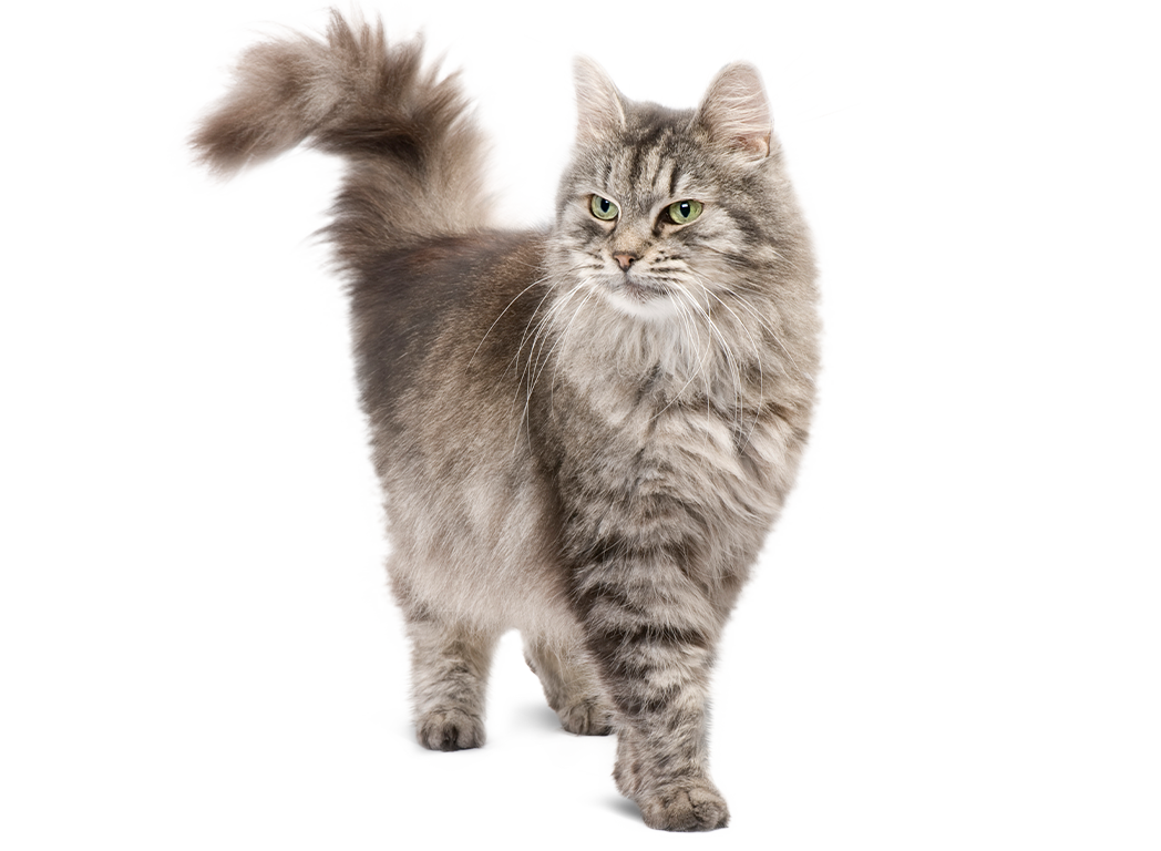 hc katzenfutter senior
