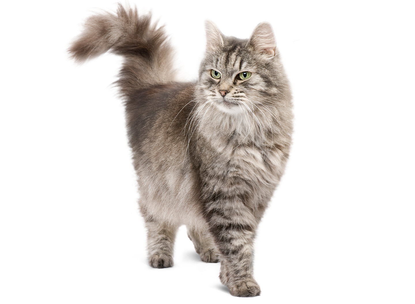 hc katzenfutter senior