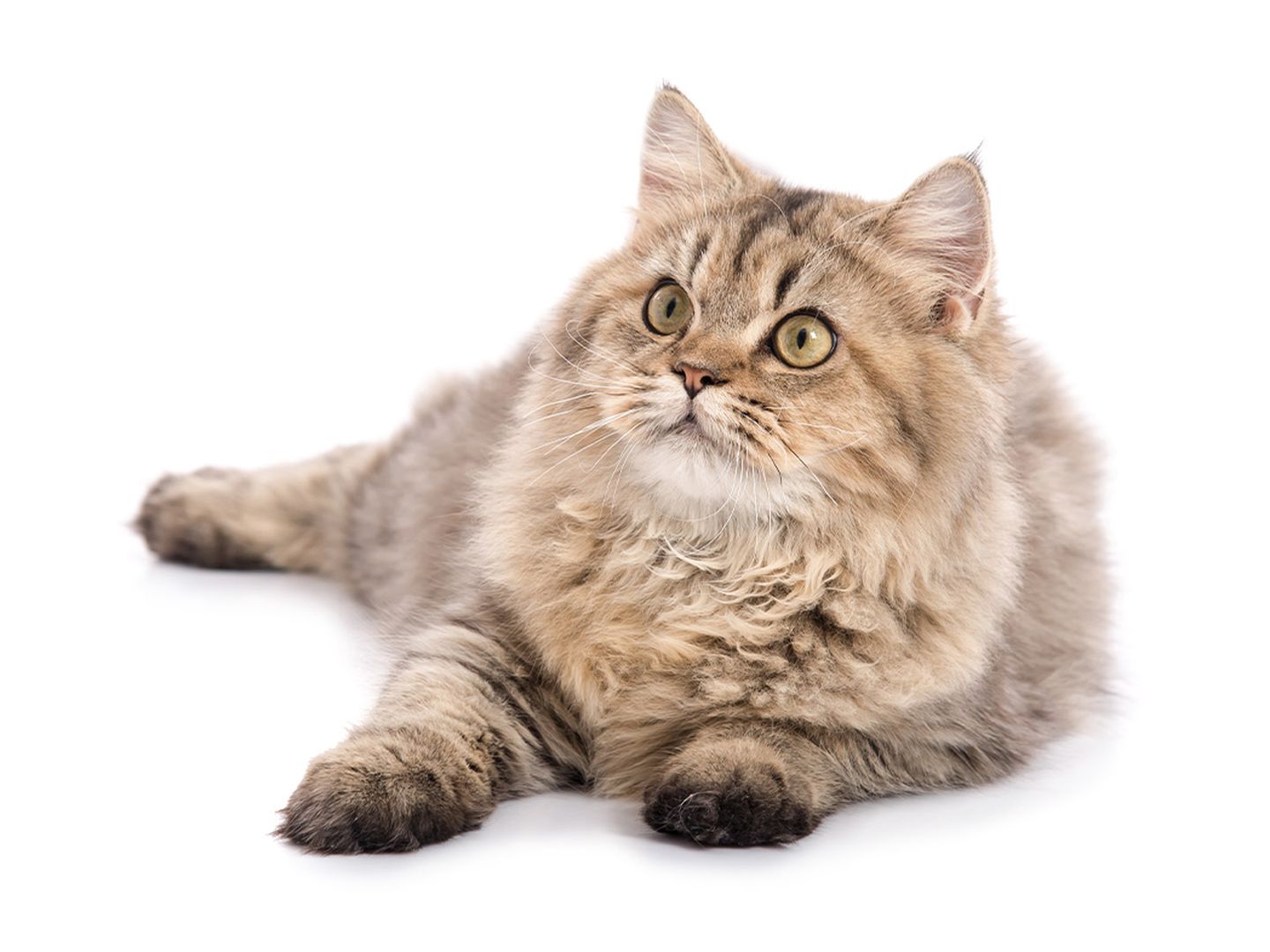 katze indoor uebergewicht