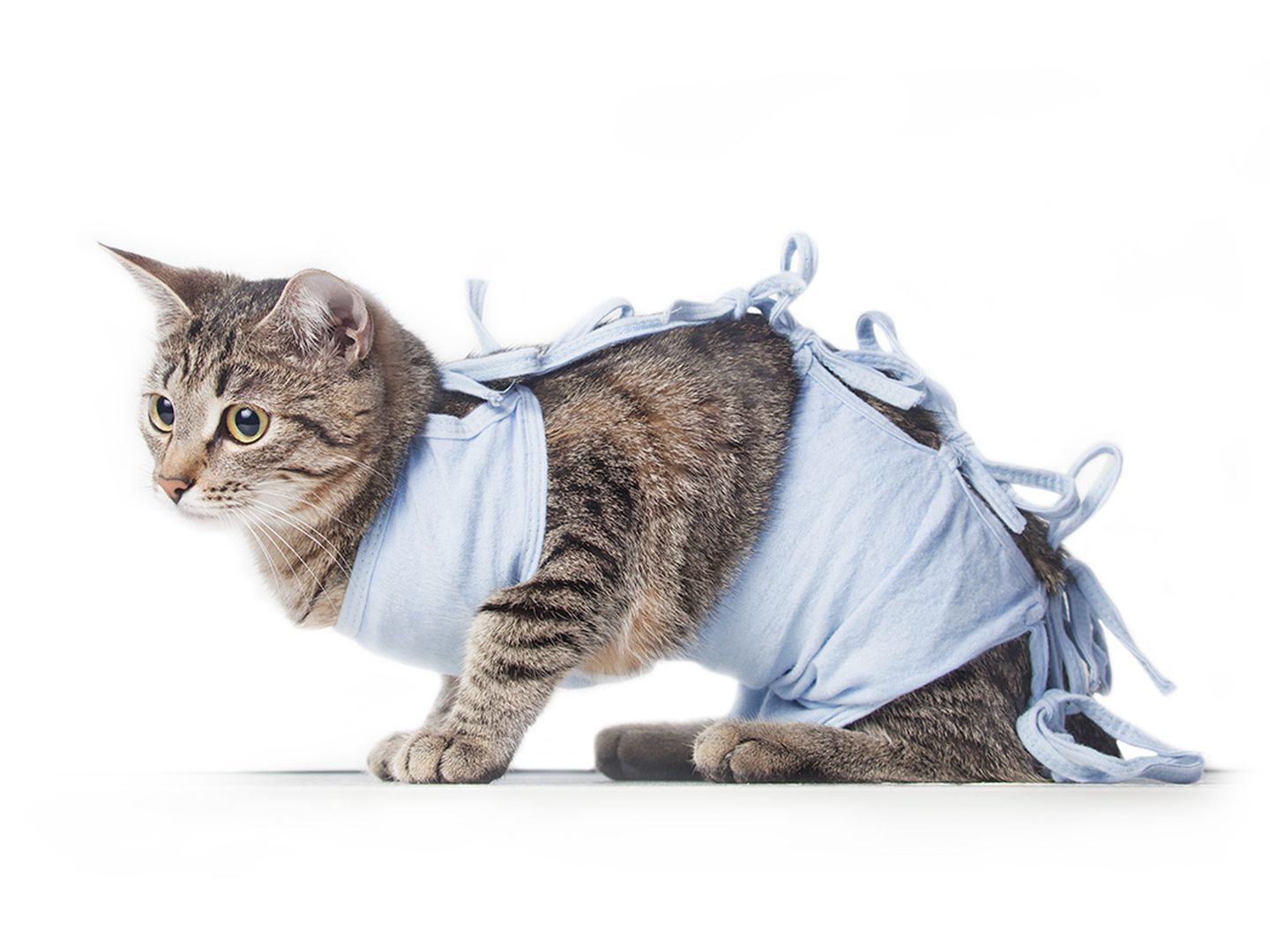 Katze mit Body nach der Kastration Katze mit Body nach Kastration