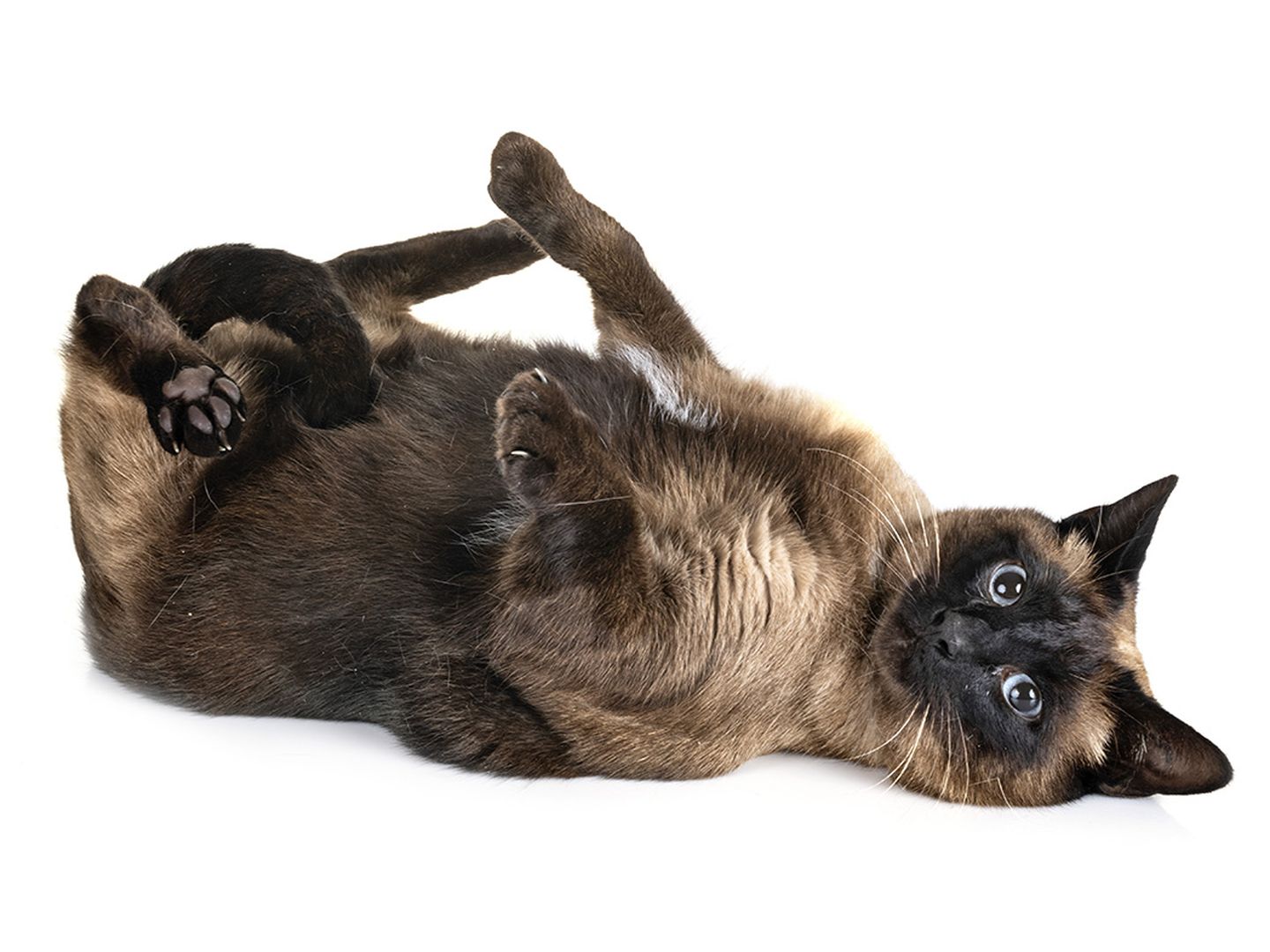 Rollige Katze Rollige Katze