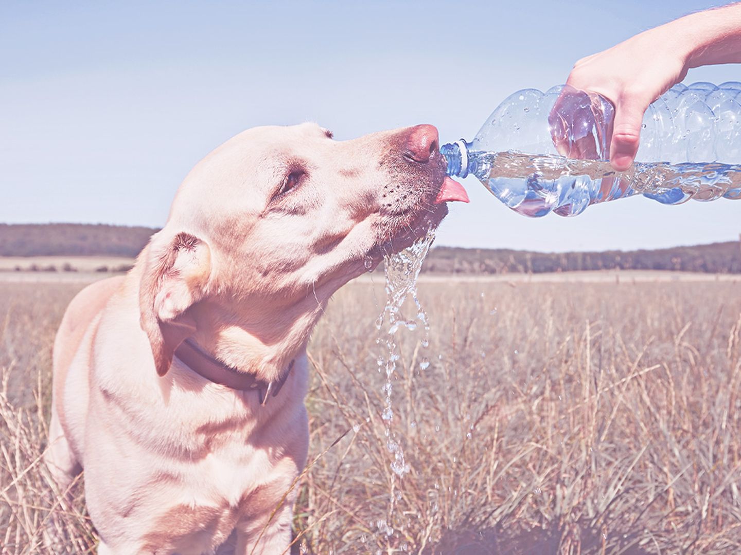 Hund trinkt aus Wasserflasche