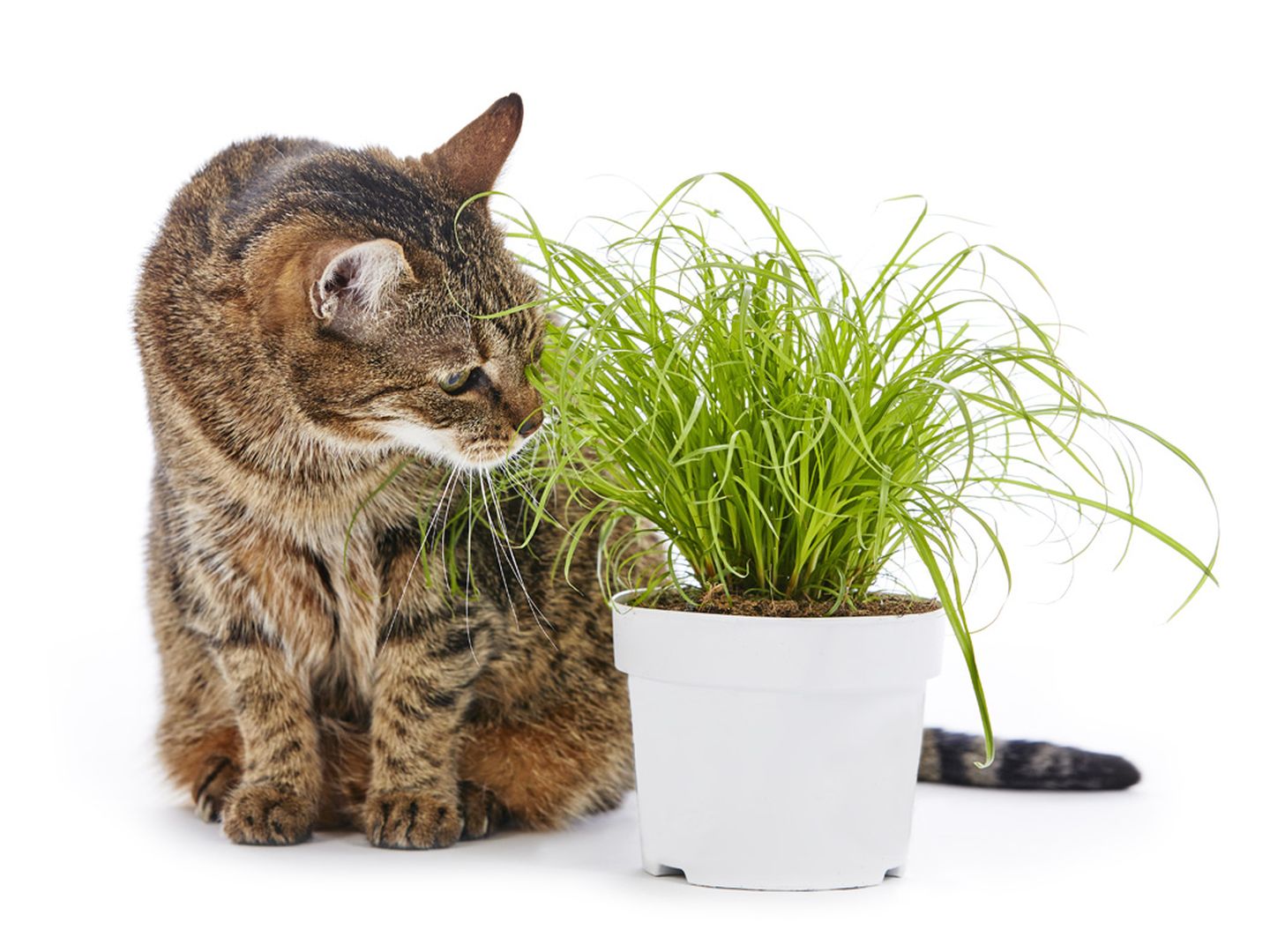 katze katzengras