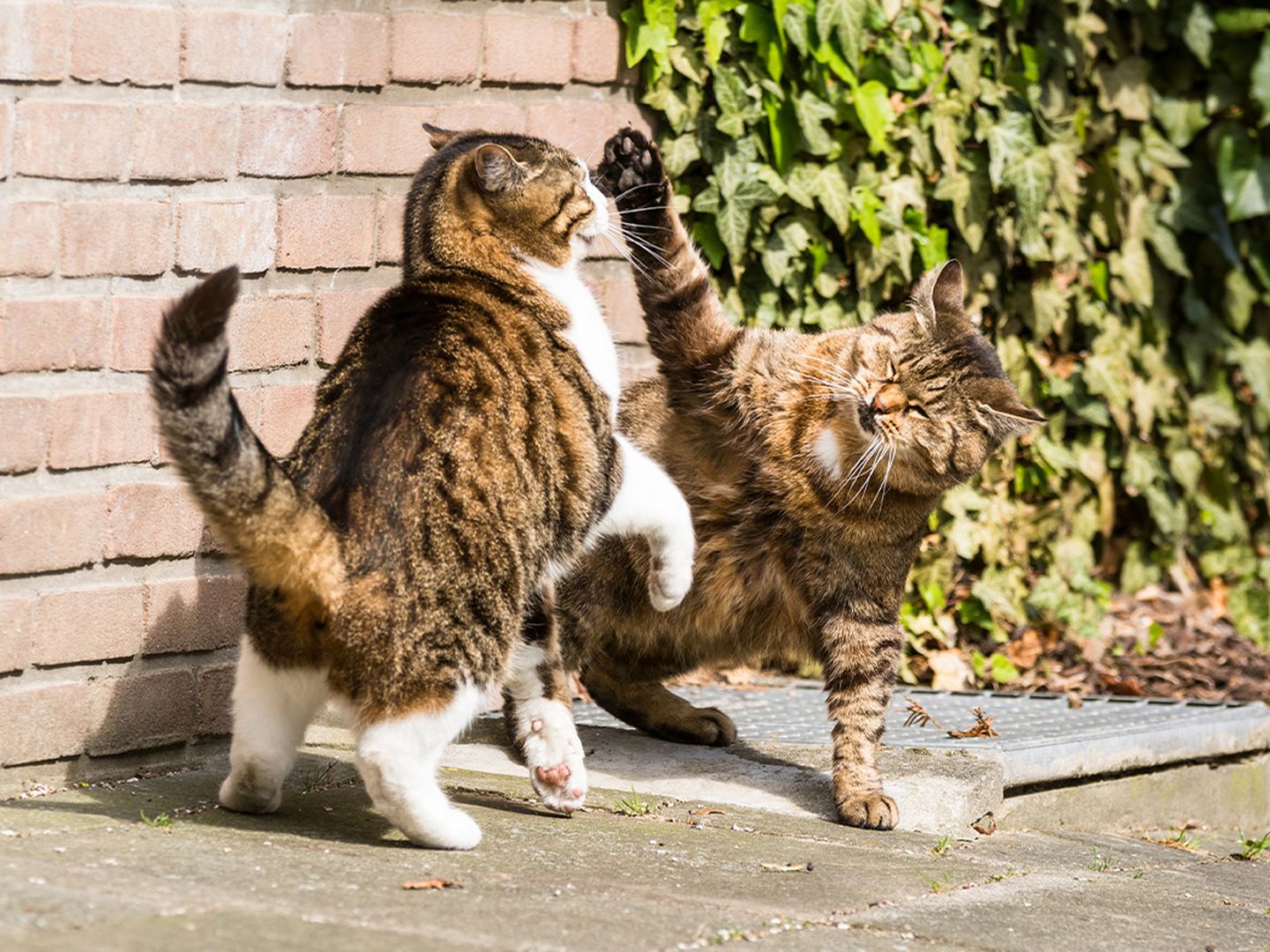 Zwei Kater beim Revierkampf Zwei Kater beim Revierkampf