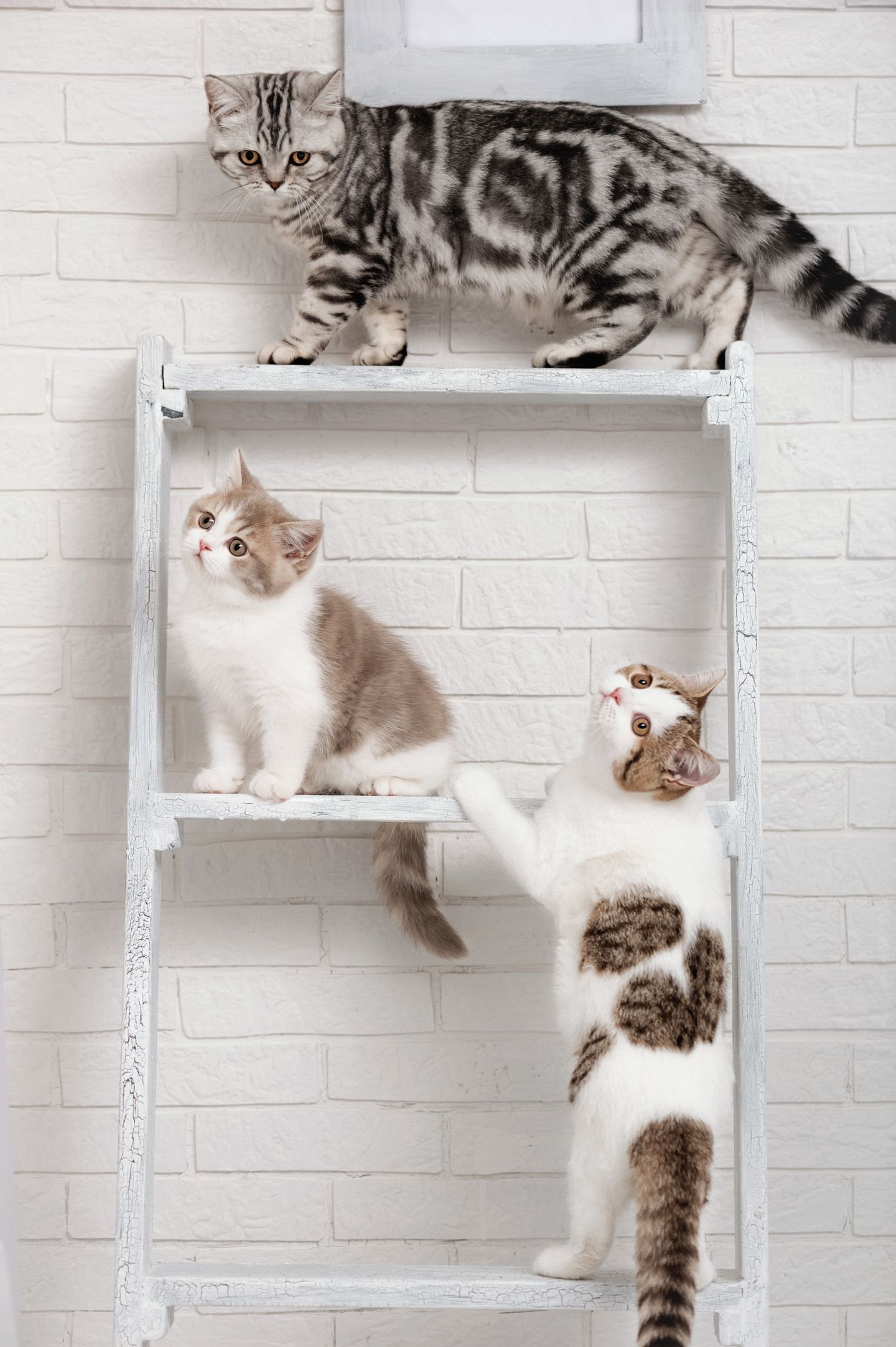 hc wohnungkatze catwalk