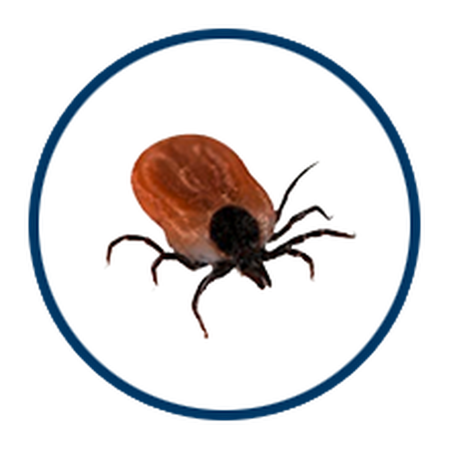 zecken mobile1