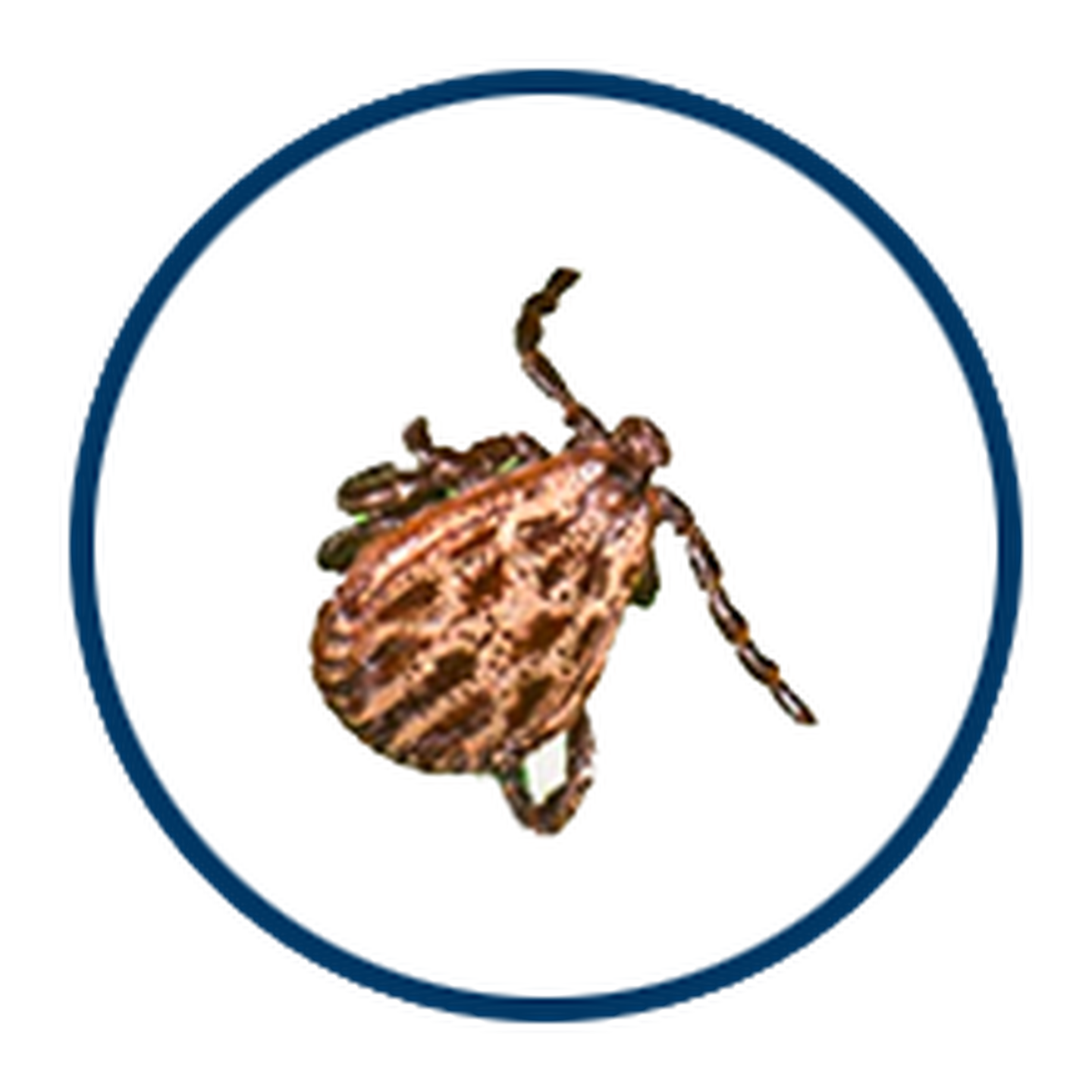 zecken mobile2
