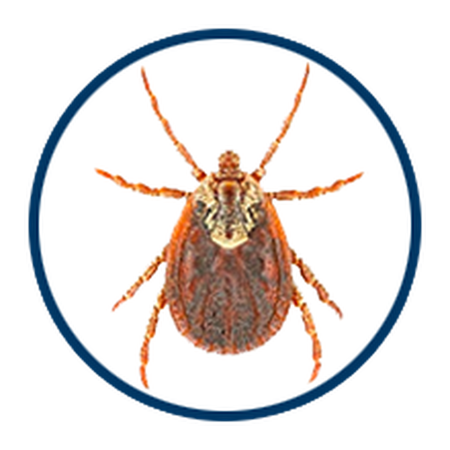 zecken mobile3