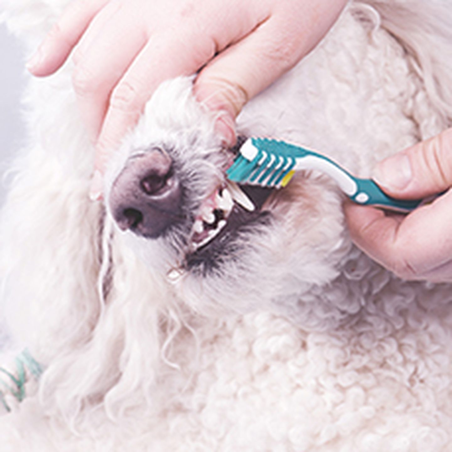 Should dogs’ teeth be cleaned? hd ratgeber zahnpflege 1zu1