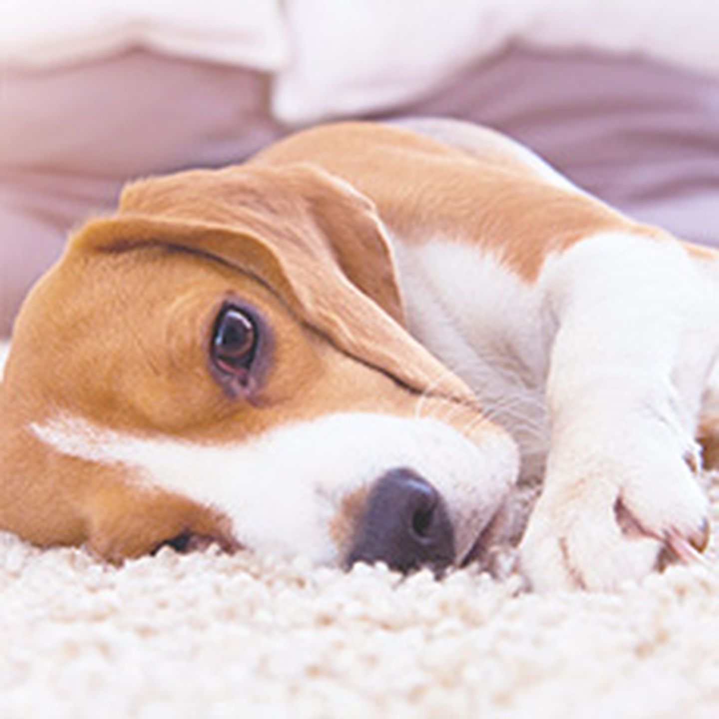 Schlapper Hund liegt auf Teppich