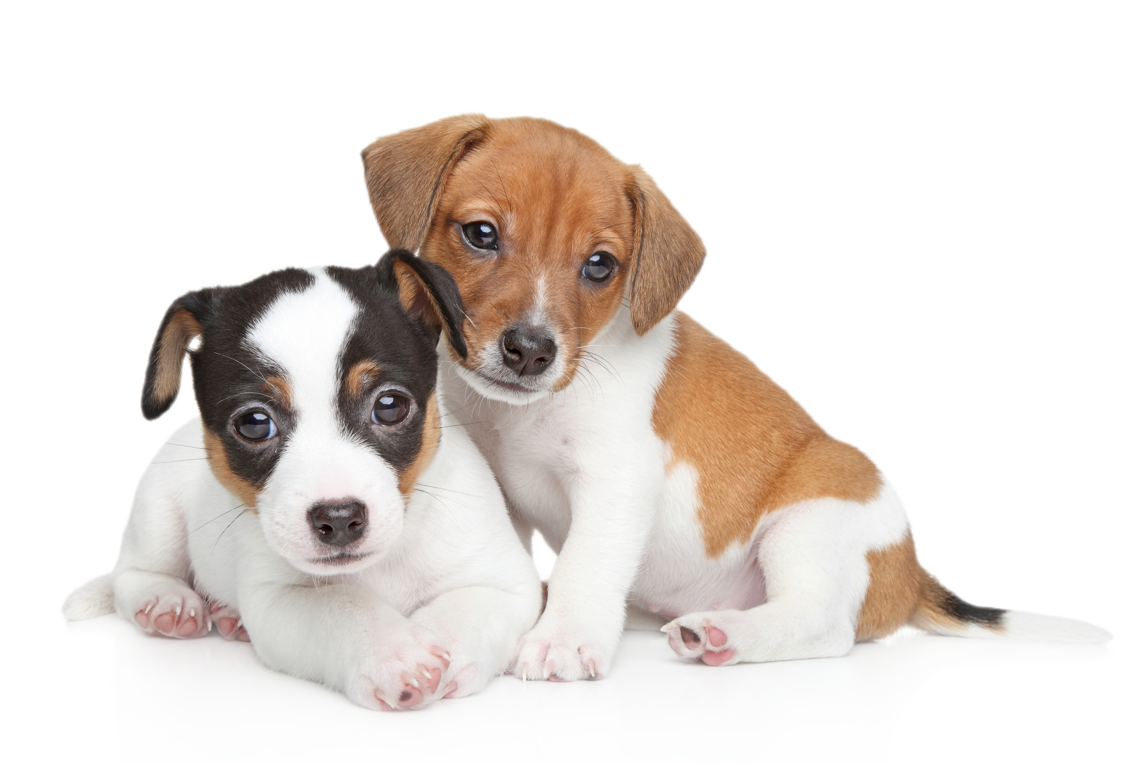 hund_fotolia_58006434_l