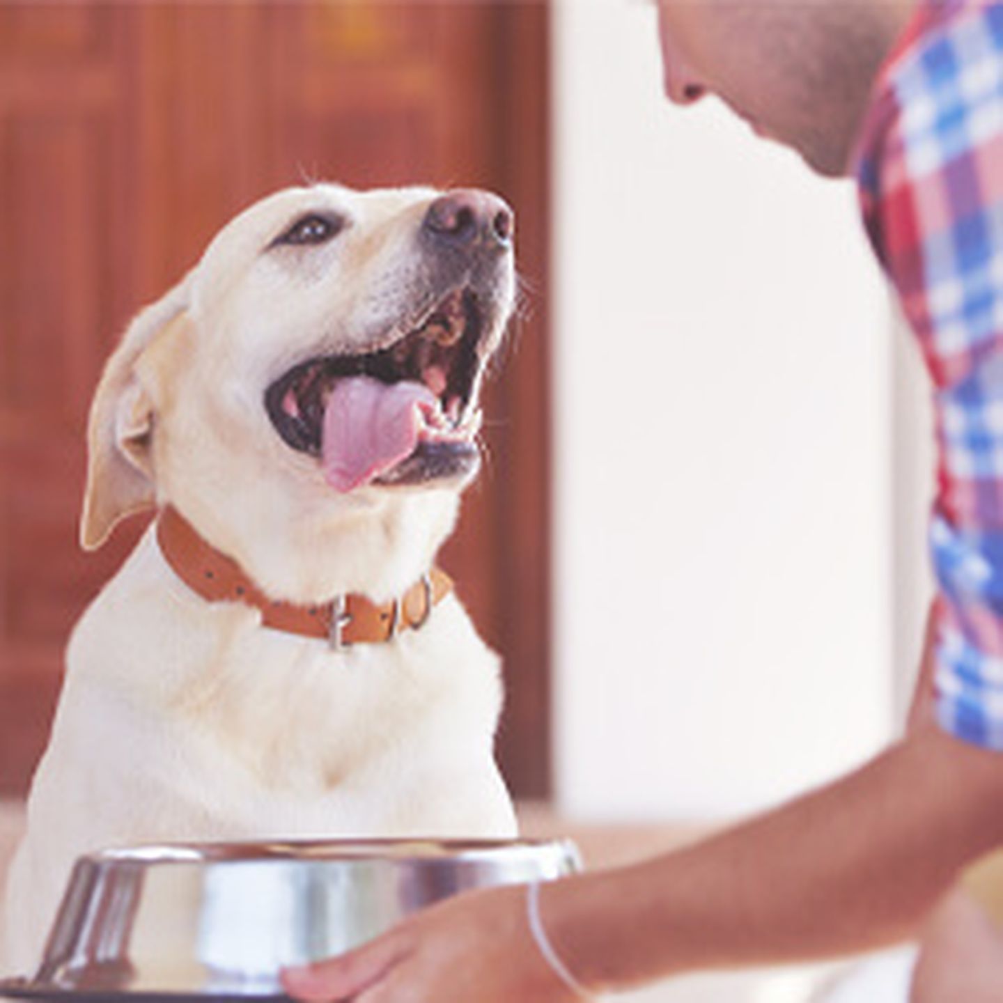 Gute Sättigung durch Cellulose im Hundefutter Hungriger Labrador bekommt Futter