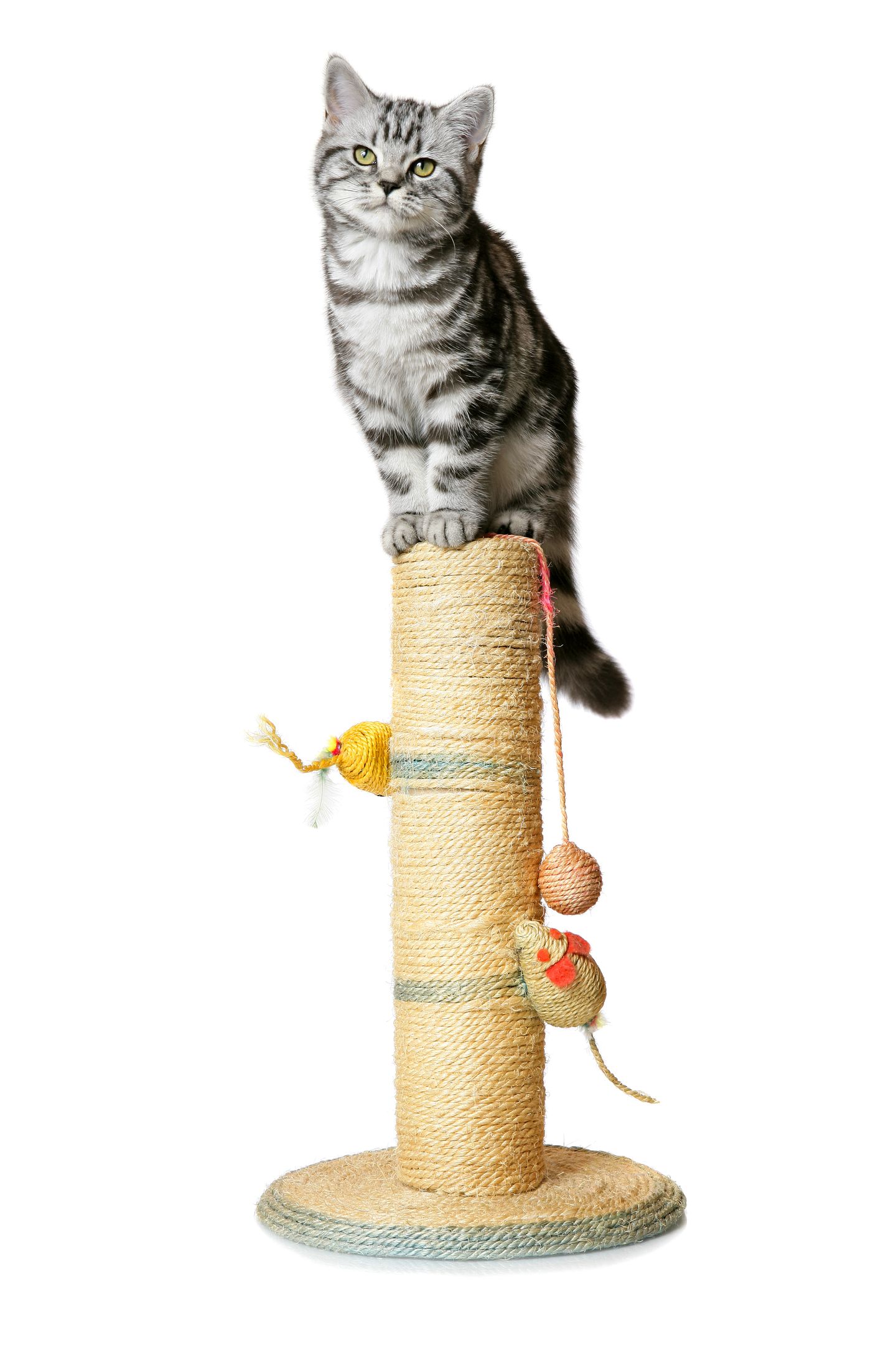 hc kastrierte katze auf spielturm