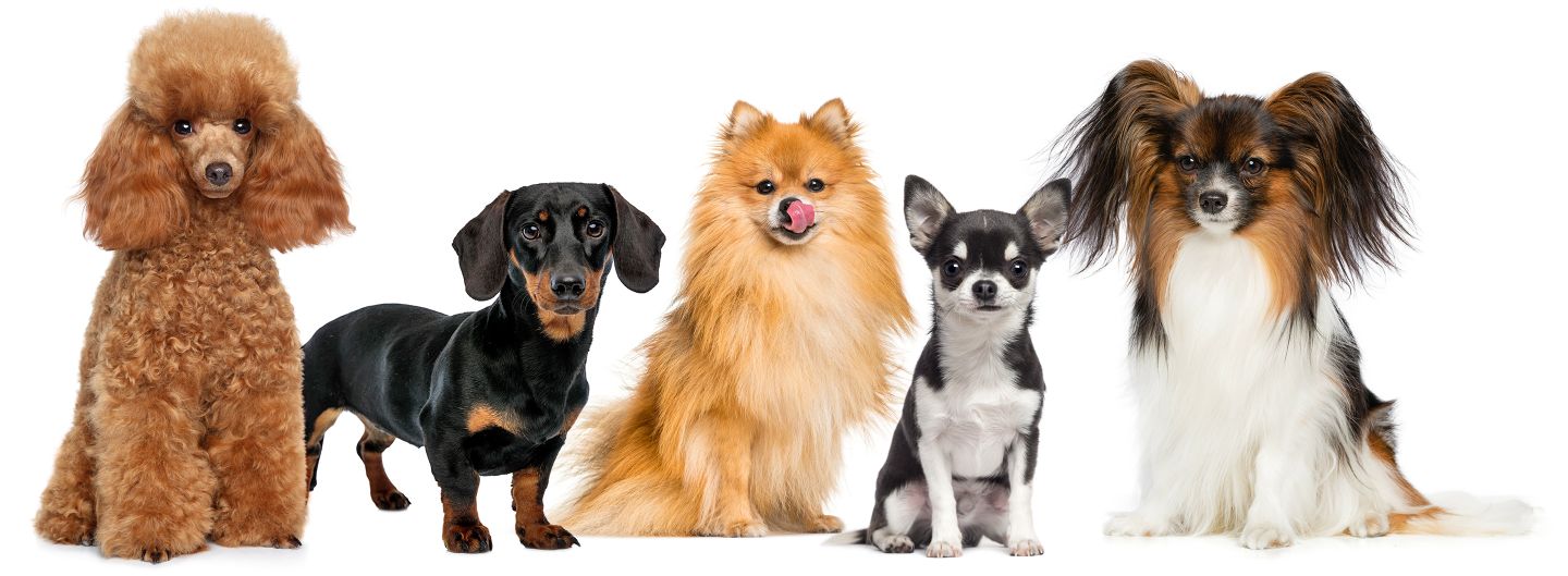 hd verschiedene kleine hunde_auswahl