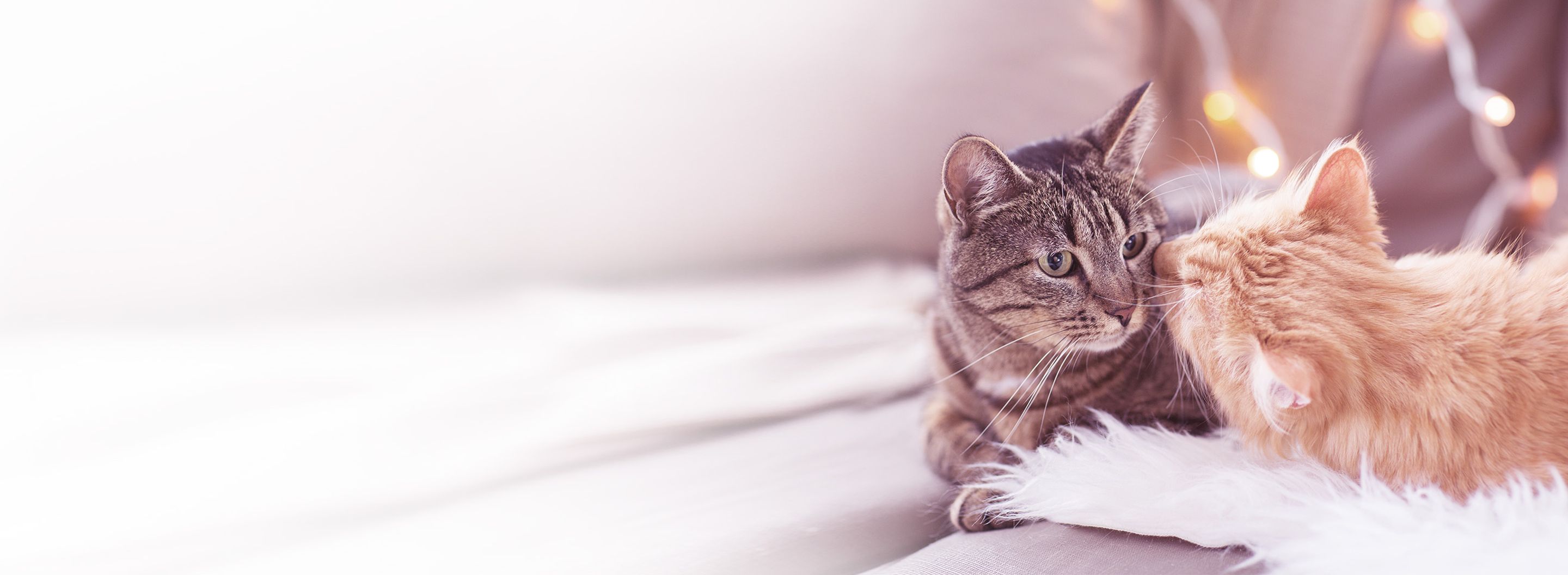 hc katzen zusammenfuehren