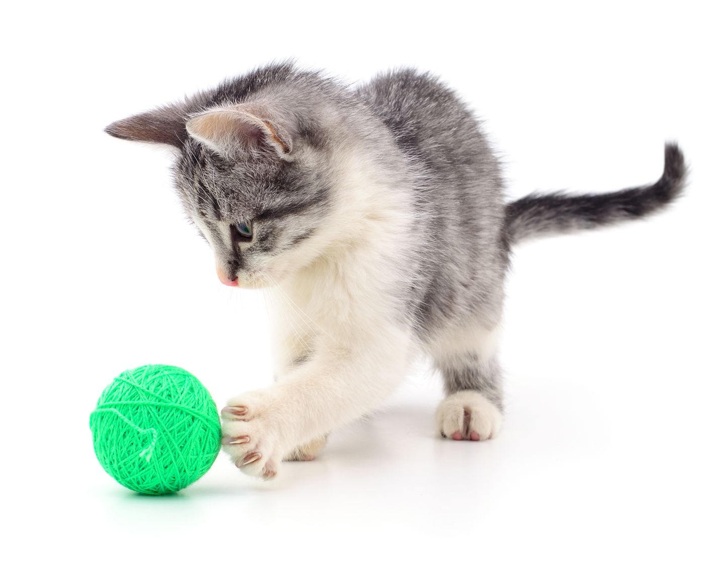 hc kitten ball