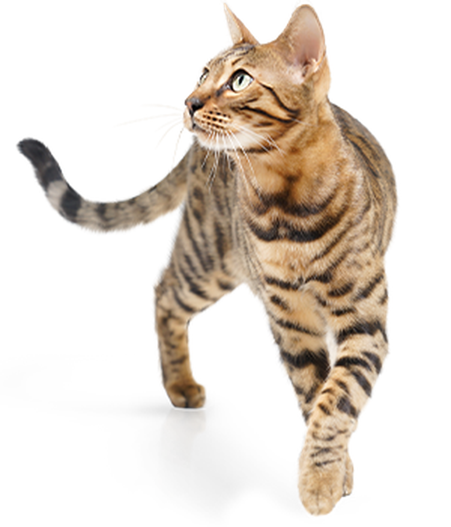 hc adult katzenfutter mobile