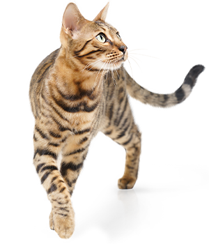 hc adult katzenfutter